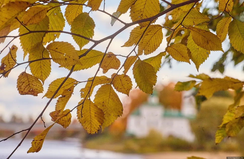 Header Image