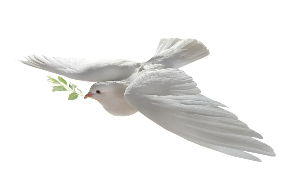 Header Image