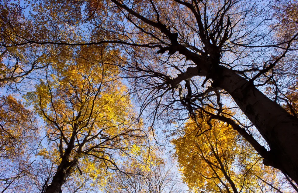 Header Image