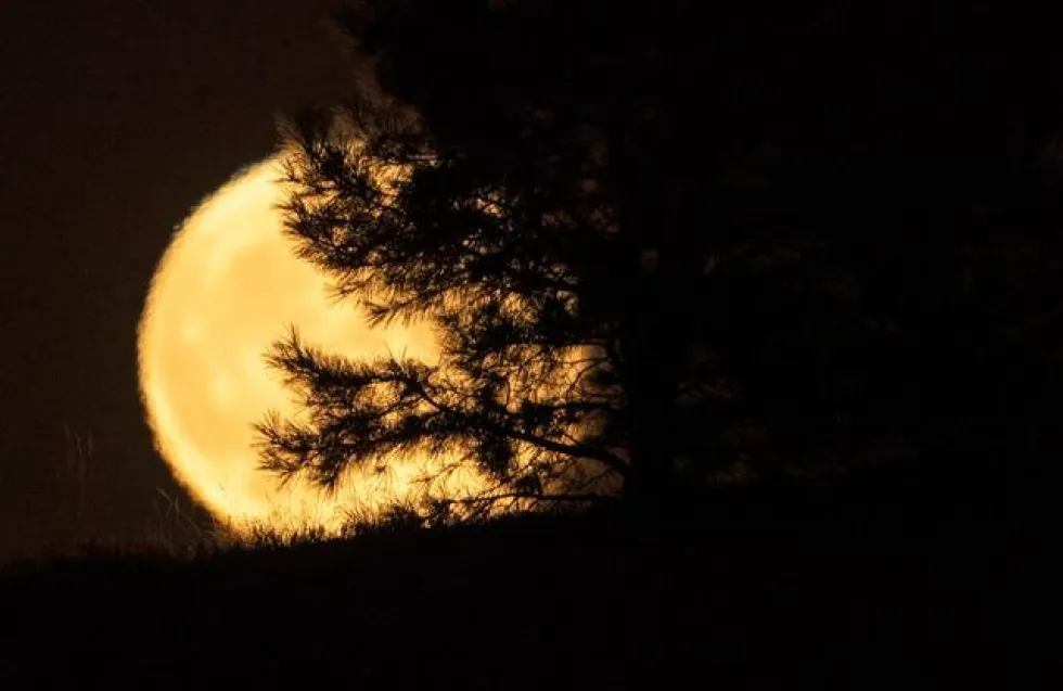 Header Image
