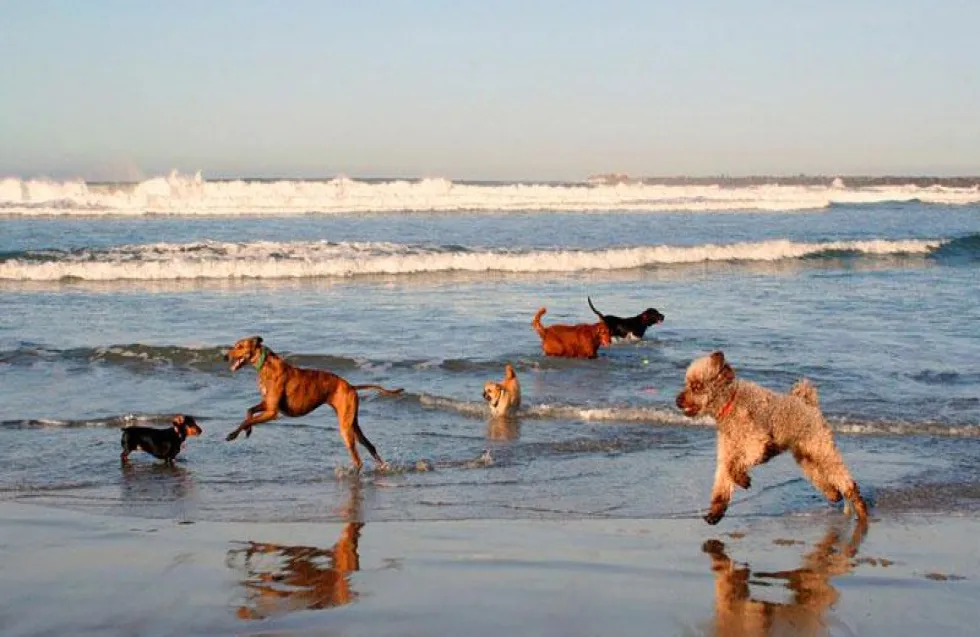 Header Image