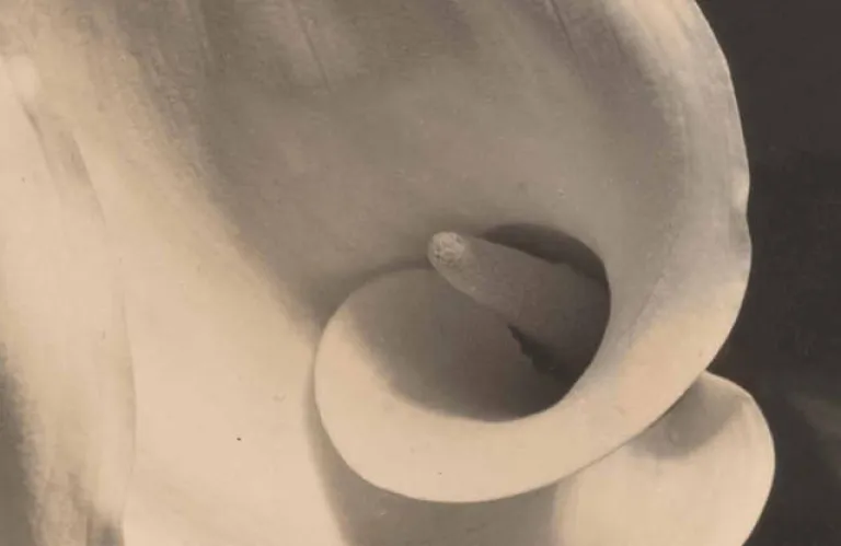 Μεγάλη αναδρομική για τη φωτογράφο Imogen Cunningham στο J. Paul Getty Museum