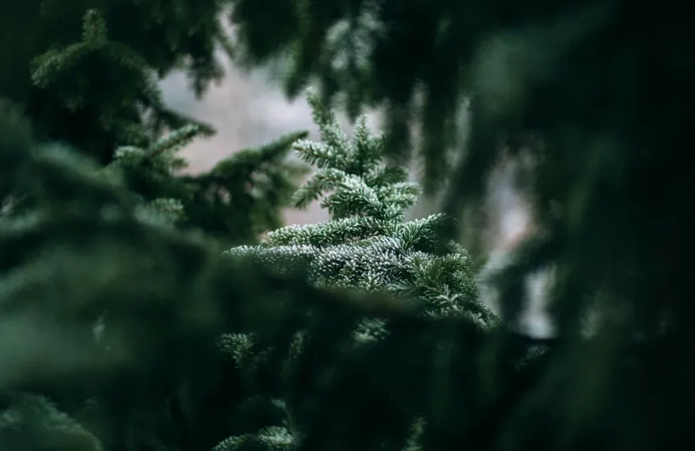 Header Image
