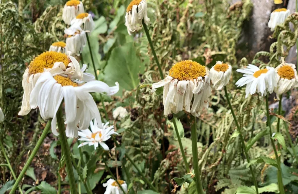 Header Image