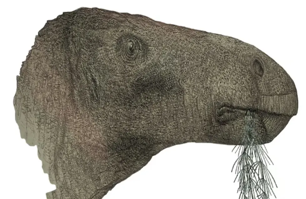 Header Image