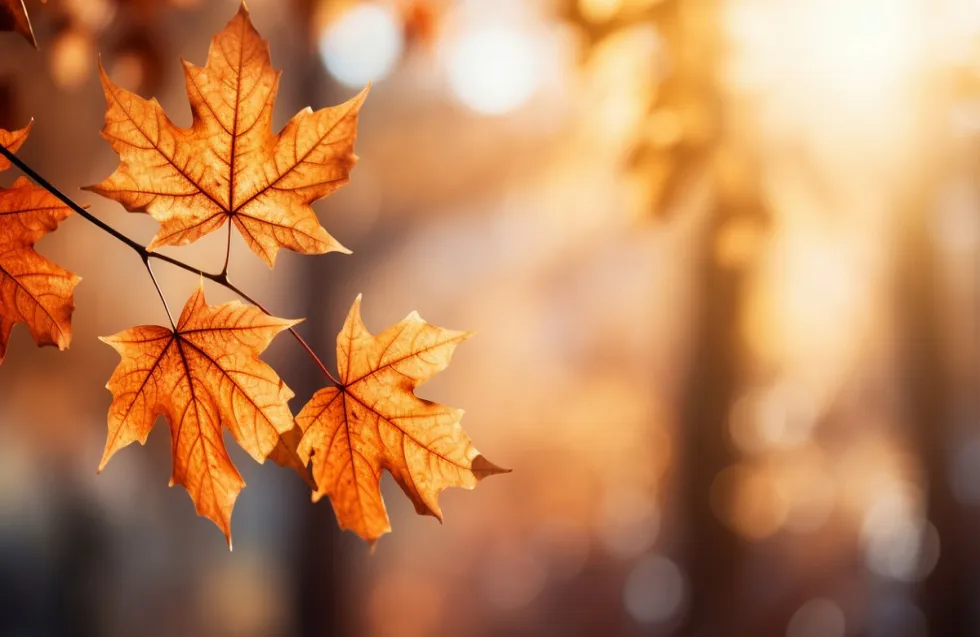 Header Image